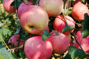 [微信賣水果]揭秘微信賣水果如何從0到月入10000，我復盤了這些實操步驟，小白看完馬上能用！