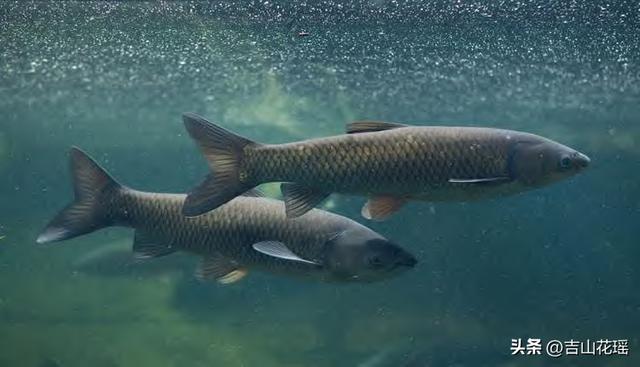 —個10畝魚塘養魚利潤一個20畝魚塘養魚利潤插圖 —個10畝魚塘養魚利潤一個20畝魚塘養魚利潤插圖