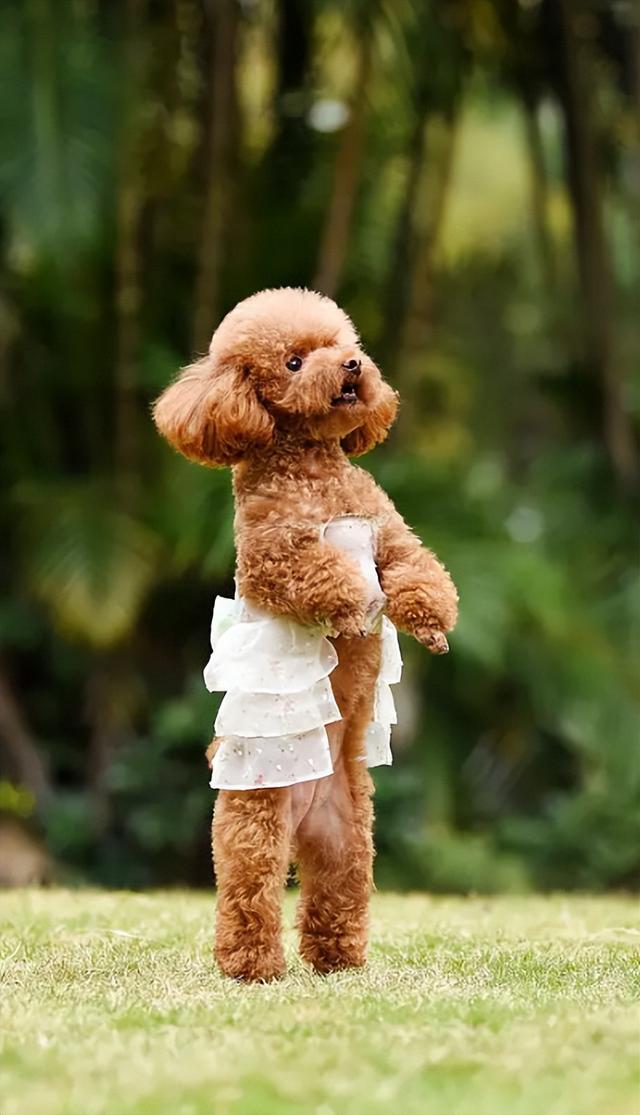 貴賓犬圖片貴賓犬圖片造型圖片大全插圖3 貴賓犬圖片貴賓犬圖片造型圖片大全插圖3