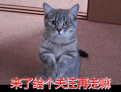 貴賓犬圖片貴賓犬圖片造型圖片大全插圖8 貴賓犬圖片貴賓犬圖片造型圖片大全插圖8