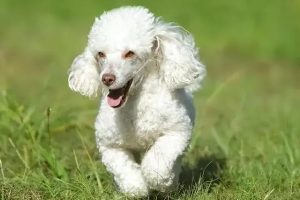 貴賓犬圖片貴賓犬圖片造型圖片大全