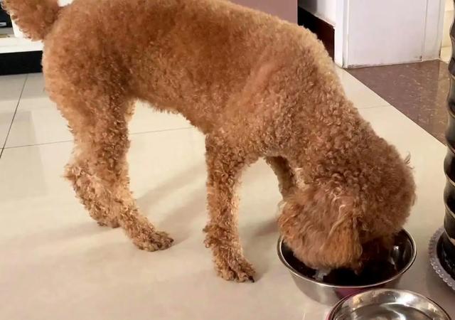 貴賓犬圖片貴賓犬圖片造型圖片大全插圖5 貴賓犬圖片貴賓犬圖片造型圖片大全插圖5