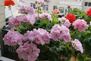 秋天的花秋天的花有哪些花開