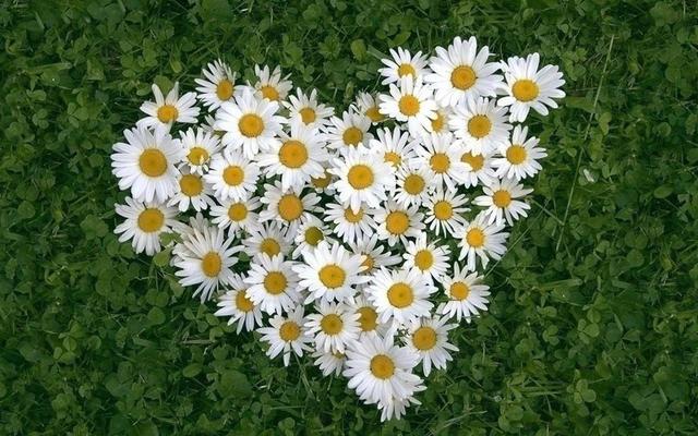 女生的小雛菊長什么樣女生的小雛菊長什么樣(不是花)照片插圖2 女生的小雛菊長什么樣女生的小雛菊長什么樣(不是花)照片插圖2