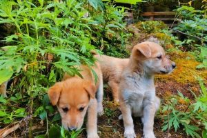 投資1000元養(yǎng)殖養(yǎng)殖上門回收是真的嗎