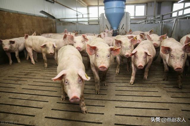 2022年養(yǎng)什么掙錢最快的2022養(yǎng)殖業(yè)什么最賺錢農(nóng)村插圖1 2022年養(yǎng)什么掙錢最快的2022養(yǎng)殖業(yè)什么最賺錢農(nóng)村插圖1