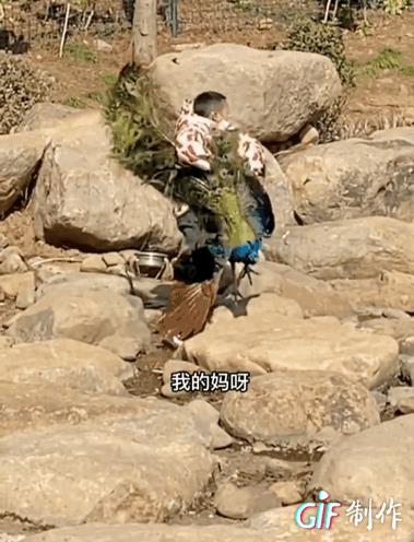 世界上最恐怖的孔雀世界上最恐怖的孔雀長什么樣插圖4 世界上最恐怖的孔雀世界上最恐怖的孔雀長什么樣插圖4