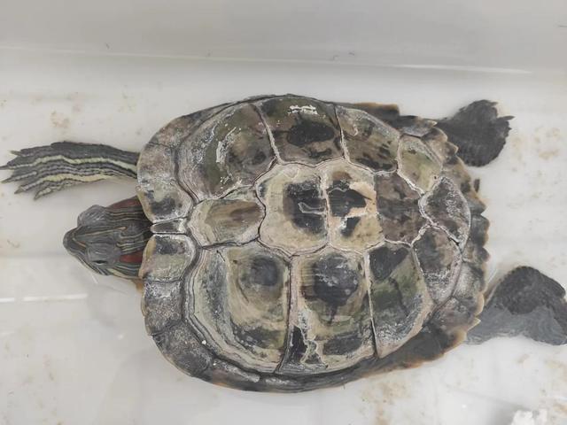 巴西龜怎么看年齡巴西龜怎么看年齡圖解厘米插圖1 巴西龜怎么看年齡巴西龜怎么看年齡圖解厘米插圖1