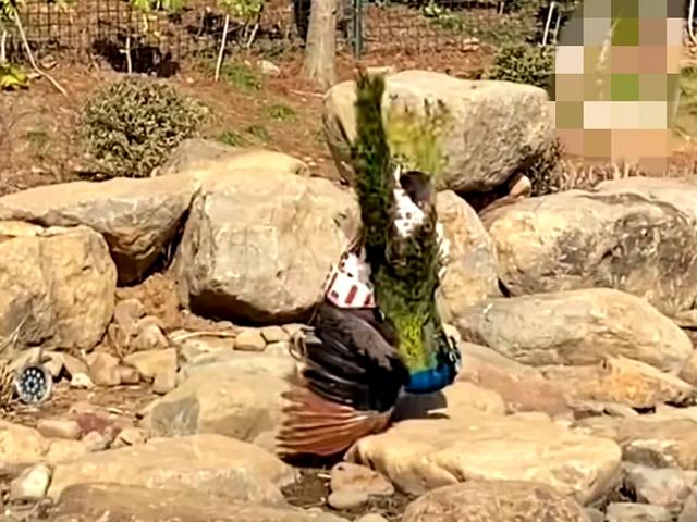 世界上最恐怖的孔雀世界上最恐怖的孔雀長什么樣子插圖4 世界上最恐怖的孔雀世界上最恐怖的孔雀長什么樣子插圖4