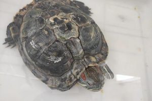 巴西龜怎么看年齡巴西龜怎么看年齡圖解厘米