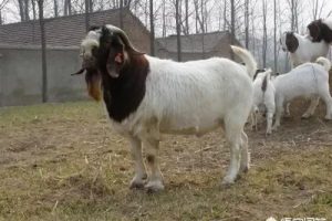 投資1000元養殖投資1000元養殖有上門回收的嗎視頻