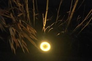 拼多多—分搶真實嗎拼多多一分搶購是真的嗎