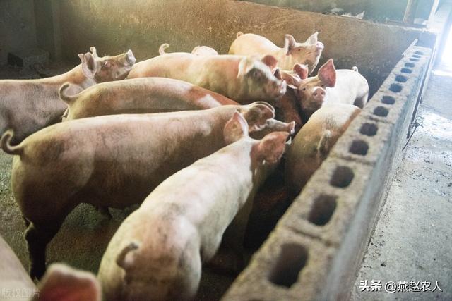 2022年養(yǎng)什么掙錢最快的2022養(yǎng)殖業(yè)什么最賺錢農(nóng)村插圖 2022年養(yǎng)什么掙錢最快的2022養(yǎng)殖業(yè)什么最賺錢農(nóng)村插圖
