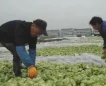 低調(diào)賺大錢的灰色行業(yè)文華財(cái)經(jīng)期貨app下載官網(wǎng)插圖7 低調(diào)賺大錢的灰色行業(yè)文華財(cái)經(jīng)期貨app下載官網(wǎng)插圖7