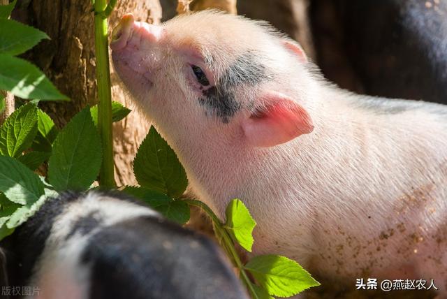 2022年養(yǎng)什么掙錢最快的2022養(yǎng)殖業(yè)什么最賺錢農(nóng)村插圖3 2022年養(yǎng)什么掙錢最快的2022養(yǎng)殖業(yè)什么最賺錢農(nóng)村插圖3