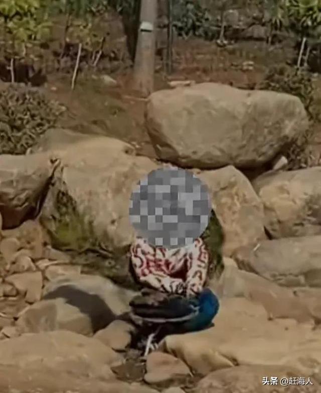 世界上最恐怖的孔雀世界上最恐怖的孔雀長什么樣插圖1 世界上最恐怖的孔雀世界上最恐怖的孔雀長什么樣插圖1