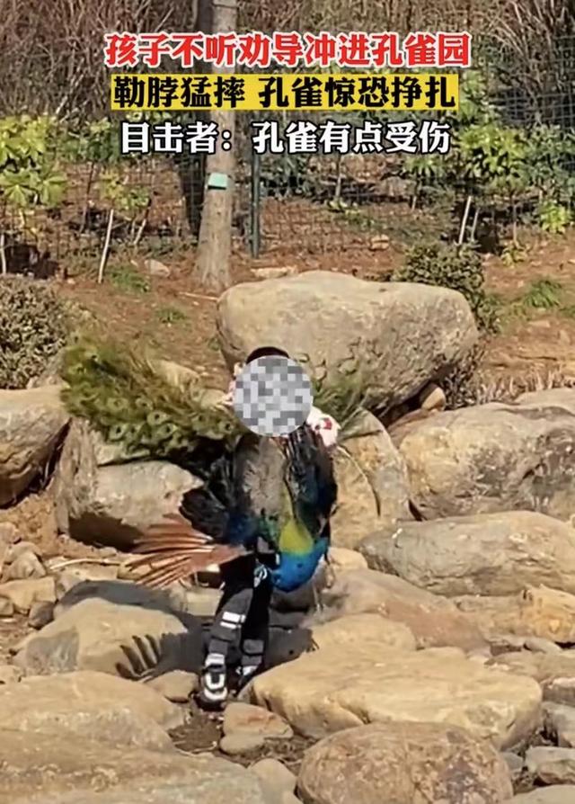 世界上最恐怖的孔雀世界上最大的孔雀長什么樣插圖2 世界上最恐怖的孔雀世界上最大的孔雀長什么樣插圖2