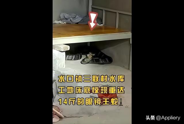 大蛇太難對付我堅(jiān)持不住了有兩條蛇住進(jìn)了我身體插圖2 大蛇太難對付我堅(jiān)持不住了有兩條蛇住進(jìn)了我身體插圖2