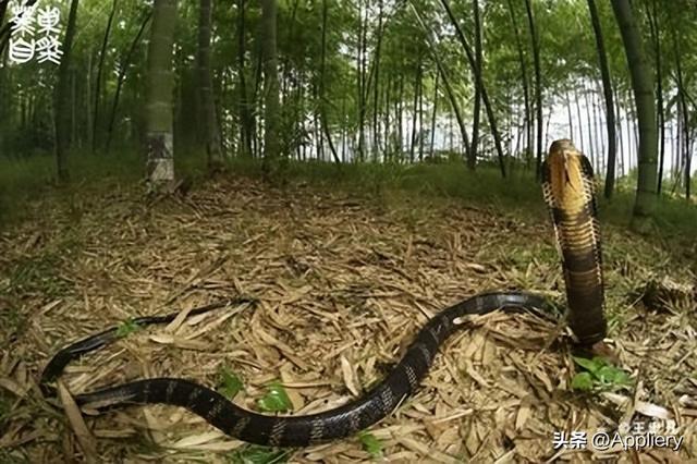 大蛇太難對付我堅(jiān)持不住了有兩條蛇住進(jìn)了我身體插圖1 大蛇太難對付我堅(jiān)持不住了有兩條蛇住進(jìn)了我身體插圖1