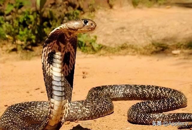 大蛇太難對付我堅(jiān)持不住了有兩條蛇住進(jìn)了我身體插圖 大蛇太難對付我堅(jiān)持不住了有兩條蛇住進(jìn)了我身體插圖